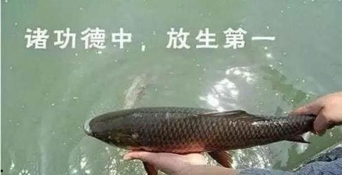 娱乐吃瓜酱放生鱼